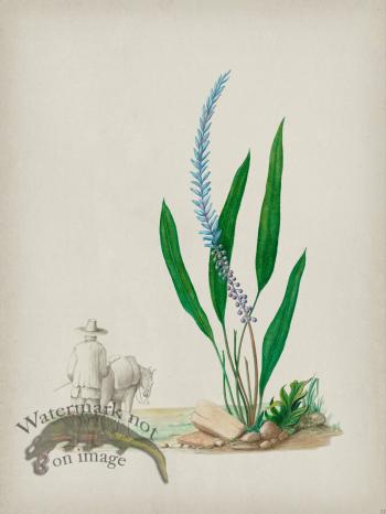 Andean Botanicals 033